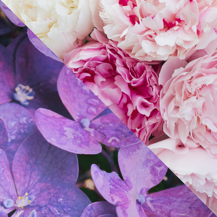 Wild Violet & Peony Blossoms Heart Clams