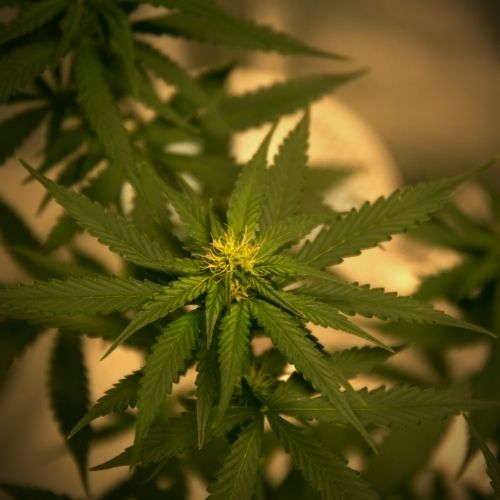 Flower of Happiness ( Cannabis Flower)
