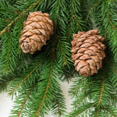 Balsam & Cedar ( Yankee)