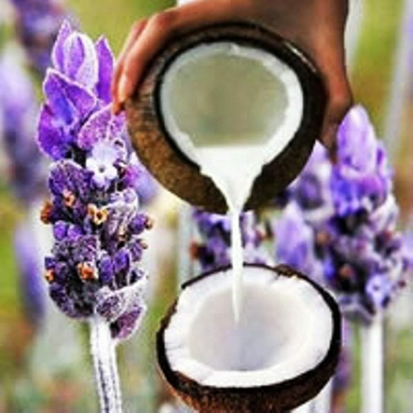 Coconut Milk & Lavender