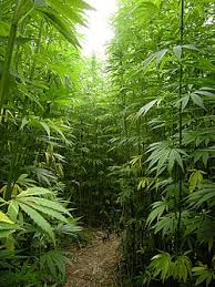 Wild Hemp